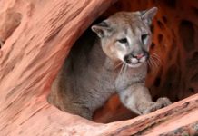 Cougar (mountain lion) peering out from a reddish rock crevice, one paw resting on the edge of the cave.