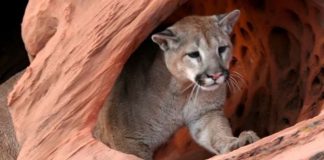 Cougar (mountain lion) peering out from a reddish rock crevice, one paw resting on the edge of the cave.