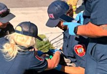 Firefighters in navy uniforms and caps inspect a small green object on the sidewalk, gathered around it while wearing gloves on a sunny day.