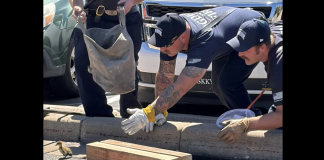 Two workers in uniform lean over a curb, handling a wooden beam beside a small bird on the road