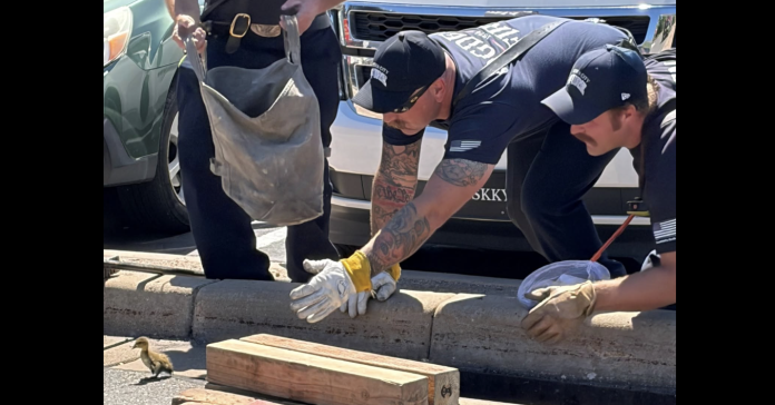Ogden FD Duck Rescue Two workers in uniform lean over a curb, handling a wooden beam beside a small bird on the road