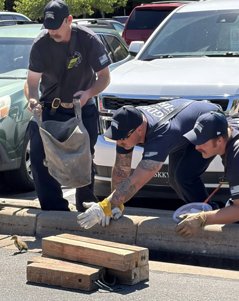 Screenshot 2026-06-11 at 84533 AM | Gephardt Daily Three uniformed workers in caps and gloves position wooden beams along a curb in a parking lot, a duck nearby.