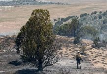 Utah County’s Stillwater Fire stopped at 30 acres Firefighter in turnout gear stands on a scorched hillside after a wildfire, with smoke in the air and charred ground.