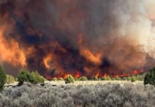 Tower Fire burns nearly 1,300 acres, now 10% contained Wildfire with orange flames and thick smoke rising behind a line of trees in a dry scrubland.