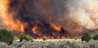 Wildfire with orange flames and thick smoke rising behind a line of trees in a dry scrubland.
