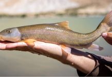 Utah DWR hosts native fish viewing event at Green River Small brownish fish with orange fins being held in a person’s hand over a calm lake.