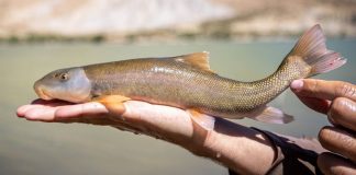 Small brownish fish with orange fins being held in a person’s hand over a calm lake.