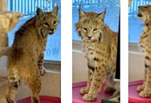 Utah DNR notified after ‘uninvited guest’ helps self to catnip at Wasatch County apartment