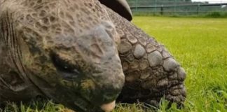 Close-up of a rhinoceros grazing on grass, showing its rough gray skin and large textured head.