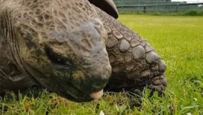 Worlds-oldest-living-land-animal-extends-record-to-194-years Close-up of a rhinoceros grazing on grass, showing its rough gray skin and large textured head.