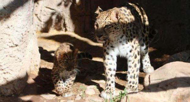 Adult leopard and cub walking together in a rocky enclosure on a sunny day