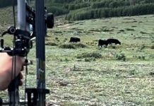 Suspended hunting guide caught on selfie shooting at cows Archer aiming a compound bow at two grazing black bison in an open grassy field with trees in the background, hunter on the left side of the frame.