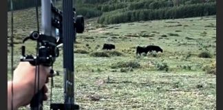 Archer aiming a compound bow at two grazing black bison in an open grassy field with trees in the background, hunter on the left side of the frame.