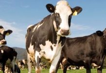 Holstein cows grazing in a sunny pasture, with a prominent black-and-white cow in the foreground and others nearby under a blue sky.