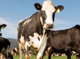 Pathogenic virus detected in cattle in Cache County Holstein cows grazing in a sunny pasture, with a prominent black-and-white cow in the foreground and others nearby under a blue sky.