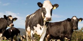 Holstein cows grazing in a sunny pasture, with a prominent black-and-white cow in the foreground and others nearby under a blue sky.