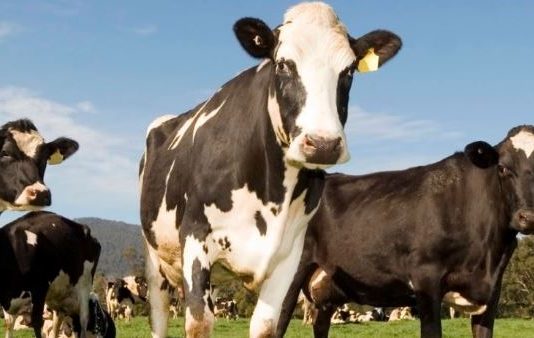 Holstein cows grazing in a sunny pasture, with a prominent black-and-white cow in the foreground and others nearby under a blue sky.