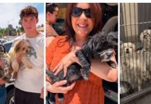 Mesquite PD works with Utah, Nevada agencies to find homes for dogs from neglect case Three-panel collage: left—two people holding small dogs outdoors; center—smiling woman holding a small dog; right—dogs in a kennel behind bars.