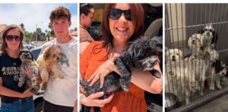 Three-panel collage: left—two people holding small dogs outdoors; center—smiling woman holding a small dog; right—dogs in a kennel behind bars.