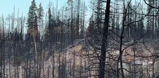 Post-wildfire woodland: charred trees on a hillside with scorched ground beneath a clear blue sky.