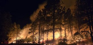 Nighttime forest fire with tall trees burning and glowing flames; a car is parked on the left as smoke rises above the woods.