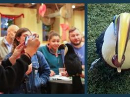 Tracy Aviary announces death of toucan Inca Two-panel image: left shows a group at a party taking a photo of a toucan perched on a table; right shows a close-up of a toucan with a large yellow beak standing on grass.