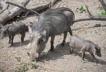Adult wild boar foraging on a dry forest floor with three piglets nearby under fallen branches