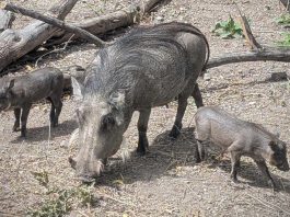 Baby warthog piglets debut at Hogle Zoo Adult wild boar foraging on a dry forest floor with three piglets nearby under fallen branches