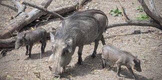 Adult wild boar foraging on a dry forest floor with three piglets nearby under fallen branches
