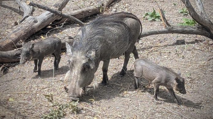 July-16-2026-Tikiti-with-piglets-Utahs-Hogle-Zoo 2