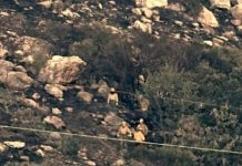 Trails closed until Tuesday near Ogden’s Mountain Road Fire, now contained
