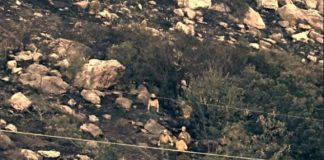 Three people standing on a rocky, shrub-covered mountainside with a taut rope in the foreground.