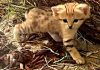 Hogle Zoo introduces new sand cat kitten Young cub with orange fur and dark stripes exploring a dusty, leaf-strewn ground near a hole in the earth