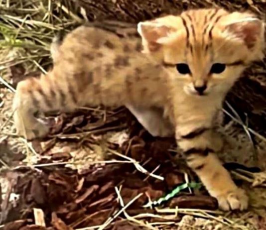 Hogle Zoo introduces new sand cat kitten